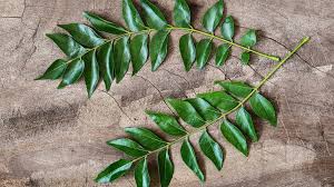 CURRY LEAVES SMALL