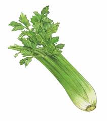 CELERY