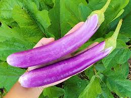 Egg plant Long