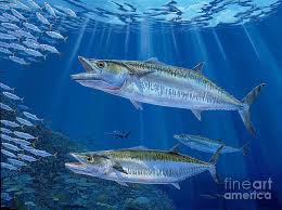 Fish kingfish