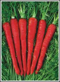 Indian Red Carrot
