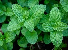 MINT