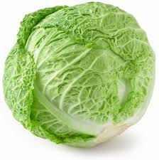 GREEN CABBAGE